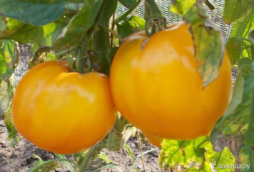 Желтые сорта томатов с фото и описанием