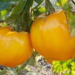 созревшие плоды томата Король Сибири