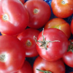 Плоды томата Кострома