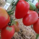 Плоды томаты сорта Малиновая радость