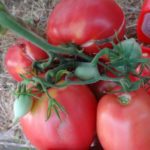 Плоды томата Малиновая радость