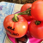 Плоды томата Малиновое эскимо