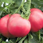 Красные плоды томата