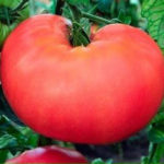 КАрупный томат сорта Малиновый богатырь