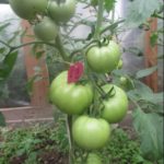 Выращивание томата сорта Малиновый рай