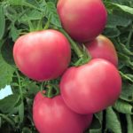 Плоды сорта томата Малиновый сюрприз