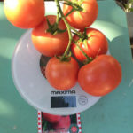 На весах плоды томатов сорта Малиновый сюрприз