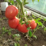 Гроздь томата сорта Малиновый зайка