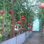 Сорт томат Малиновый желанный