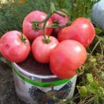 Урожай томата Малиновый закат