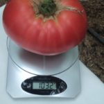Большой томат на весах