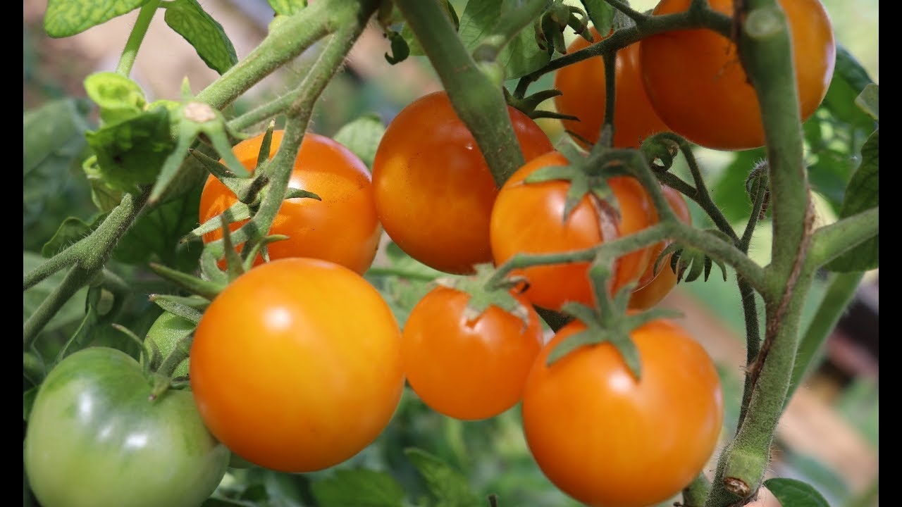 Сорт томата Янтарный