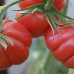 Гроздь томатов сорта Аккордеон