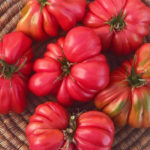 Плоды томатов