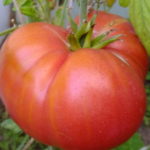 Крупный томат Бугай розовый
