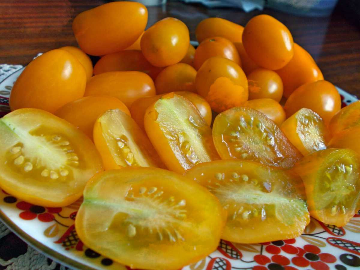 томат финик желтый фото