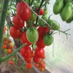 Поспевание томатов на кусте
