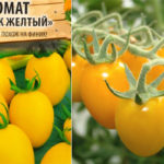 Желтый Финик черри томаты