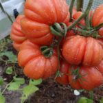 Гроздь томатов сорта Грибное лукошко