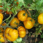 Желтый ребристый томат