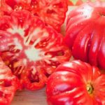 Плоды сорта томата Гармошка