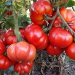 Кусты томата Большой красный Шейкера