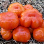 Урожай томатов сорта Большой красный Шейкера