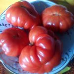 Зрелые томаты сорта Большой красный Шейкера