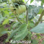 Каприкоза томат зеленый