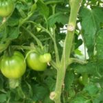 Зеленые помидоры на кусте