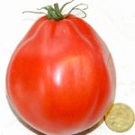 Средний томат сорта Лигурия