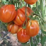 Гроздь томатов сорта Лигурия
