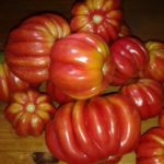 Ребристые томаты Подарок моей жене
