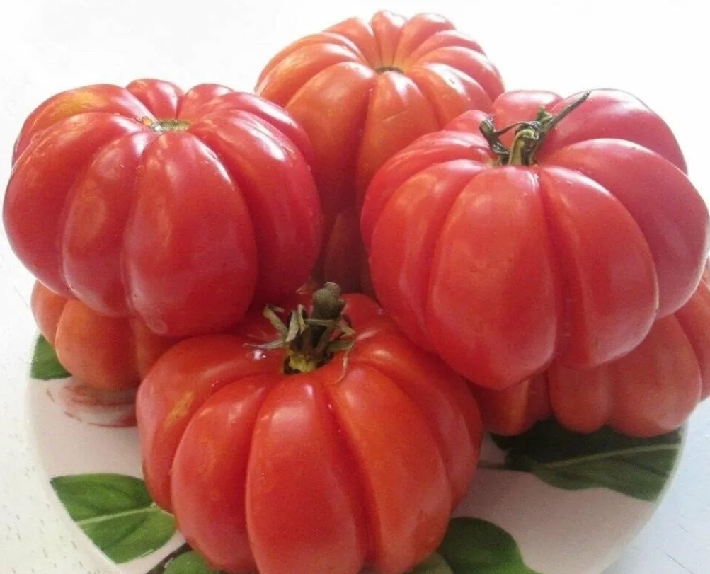 Семена томатов рязань