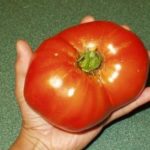Плод томата сорта Русский размер