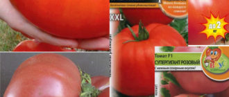 Сорта томата с названием Супергигант