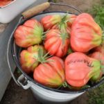 Урожай томатов сорта Тлаколула де Метаморос