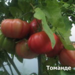 Сорт томата Томанде