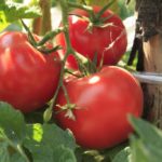 Гроздь томата сорта Волгоградский скороспелый