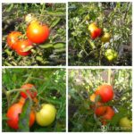 Зрелые томаты на кусте