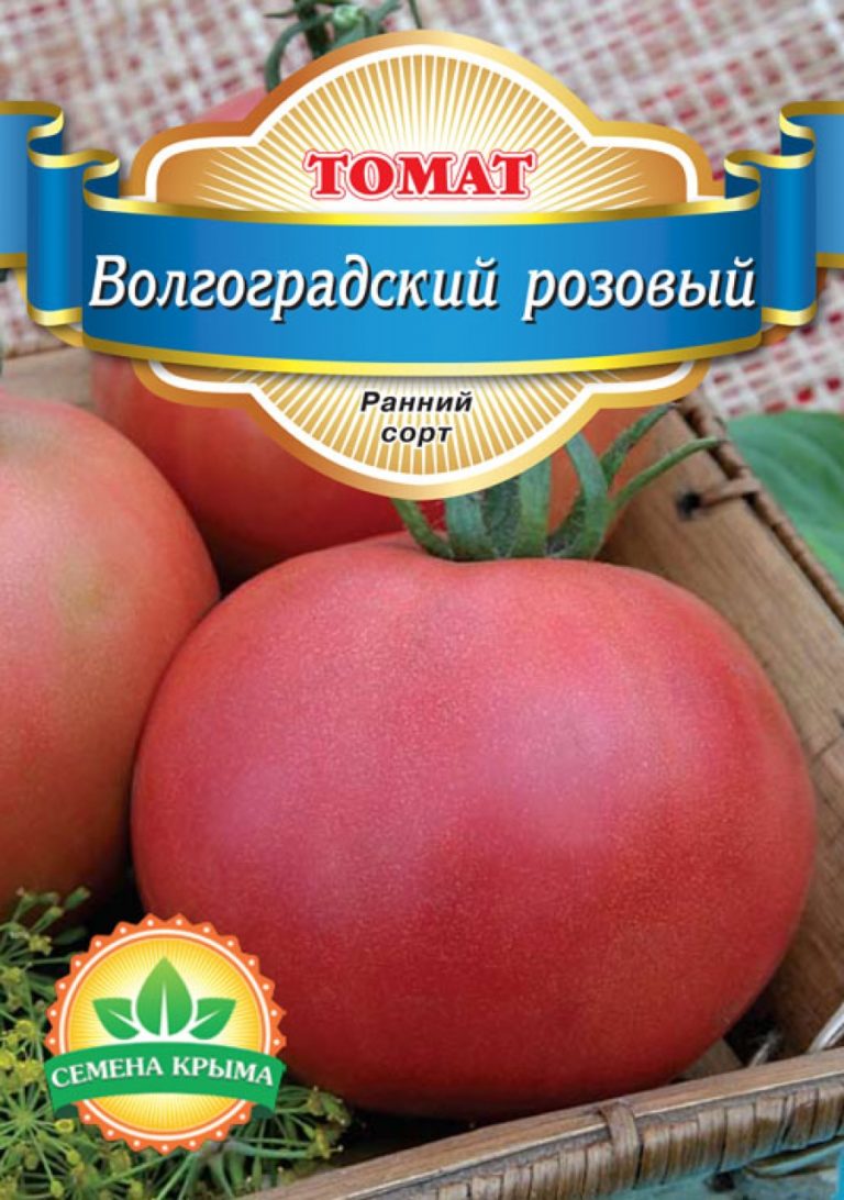 Томаты розовый описание сорта. Томат волгоградец розовый. Сорт томатов Волгоградский скороспелый. Томат Волгоград розовый. Помидор Волгоградский розовый.