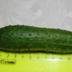 Размер зеленца сорта Берендей