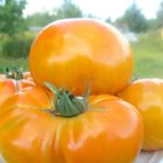 Крупные томаты сорта Медовый спас