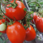 Гроздь томата сорта Рио Гранде