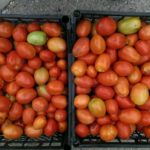 Урожаи томатов Рио Гранде