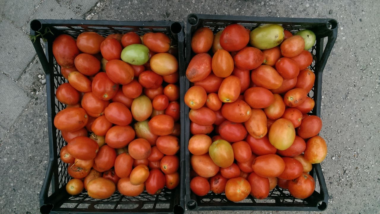 Урожаи томатов Рио Гранде