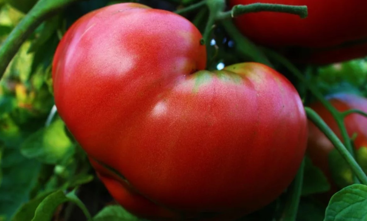 Хорошие розовые помидоры. Томат розовый гигант. Томат f1 розовый гигант. Томат томат розовый гигант. Семена томат розовый гигант.