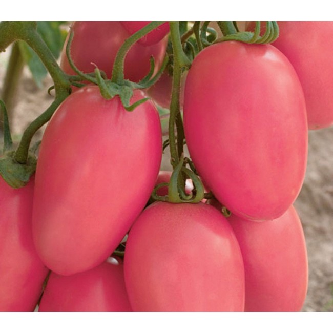Гроздь розовых томатов
