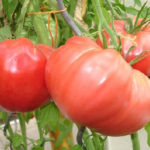 Спелые помидоры сорта Розовый слон