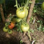 Подвязывание кустов томата